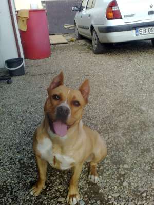 Vand Pui Amstaff