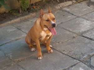 Vand Pui Amstaff