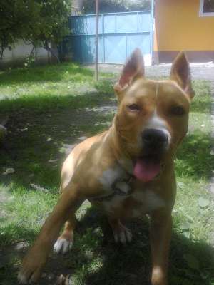 Vand Pui Amstaff