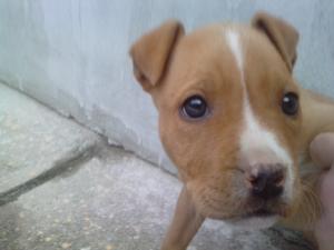Vand Pui Amstaff