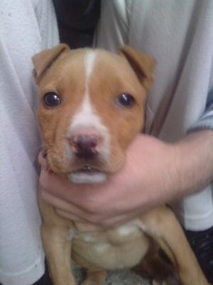 Vand Pui Amstaff