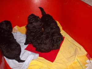 Caniche pitic rasa pura