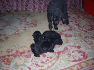 Caniche pitic rasa pura