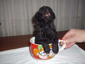 Caniche pitic rasa pura