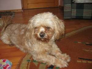 shih tzu