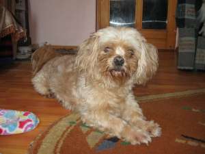 shih tzu