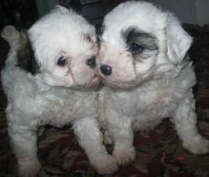 BICHON HAVANEZ