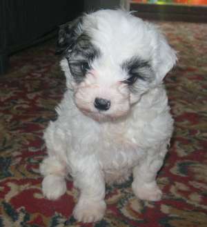 BICHON HAVANEZ