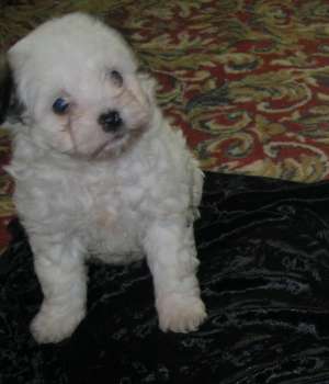 BICHON HAVANEZ