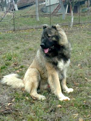 Ciobanesc caucazian