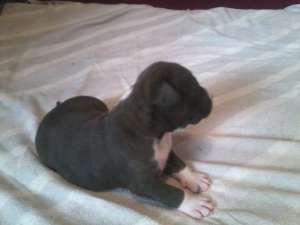 Vand pui Amstaff