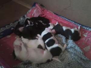 Vand pui Amstaff