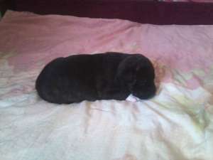 Vand pui Amstaff