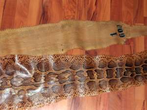 Vand Piele Sarpe PITON nefolosita ,  pielea este stantata ,  adica este piele originala de piton ,  