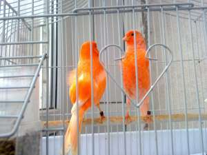 CANARI DE CULOARE SI CANTEC