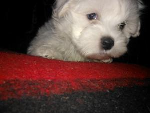 Vand pui bichon maltez