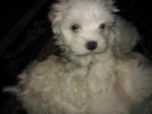 Vand pui bichon maltez