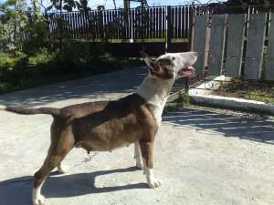 femala bullterrier