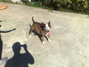 femala bullterrier
