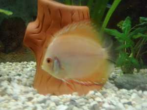 DISCUS SUPERBI TINERI