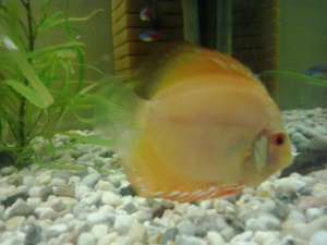 DISCUS SUPERBI TINERI