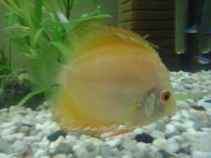 DISCUS SUPERBI TINERI