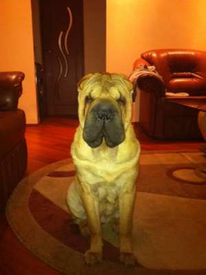 caut femela shar-pei pt monta