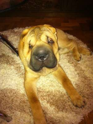 caut femela shar-pei pt monta
