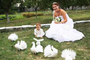 Inchiriez PORUMBEI ALBI PT. NUNTI.- 0765445114