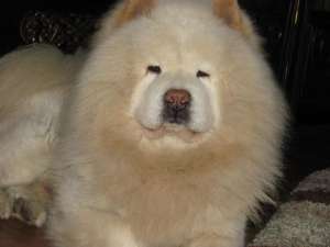 caut femela chow chow pt monta