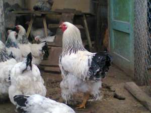 vand oua si pui de brahman