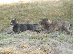Vand Pui Dogo Canario