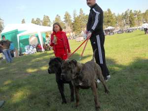 Vand Pui Dogo Canario