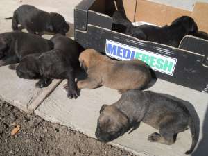 Vand Pui Dogo Canario