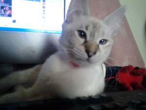 Femela birmaneza caut motan birmanez pentru monta