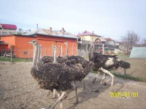 STRUTI