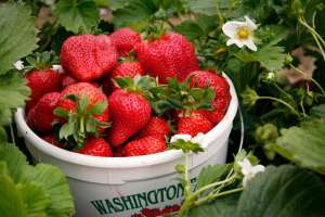 Agricultura vind stoloni de capsuni cavaler canadian
