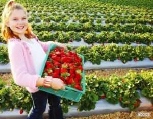 Agricultura vind stoloni de capsuni cavaler canadian