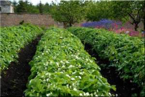 Agricultura vind stoloni de capsuni cavaler canadian