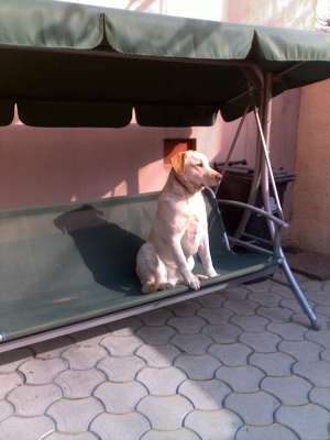 ofer labrador pentru monta