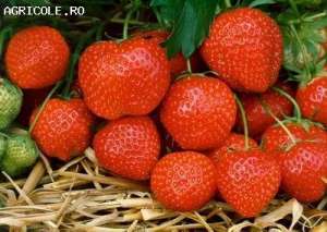 Stoloni capsuni