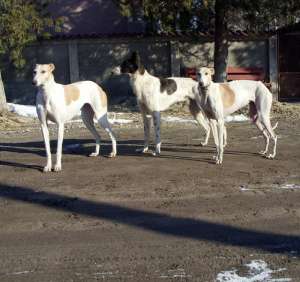 vand ogari superbi greyhound