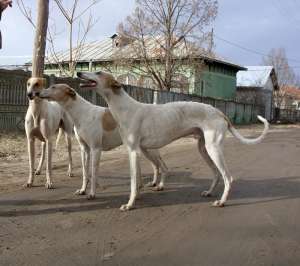 vand ogari superbi greyhound