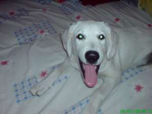 vand golden retriever urgent