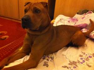 shar-pei mascul 1 an si 4 luni