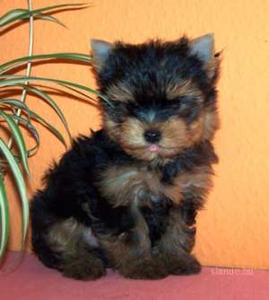 vand yorkshire terrier extra mini