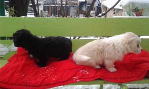 Catelusa cauta stapan ( Adoptie )