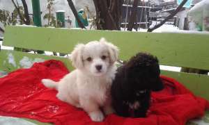Catelusa cauta stapan ( Adoptie )