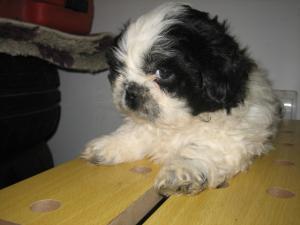 Vand pui Shih Tzu