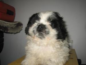 Vand pui Shih Tzu